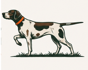 Scout, the BidDog pointer, on point